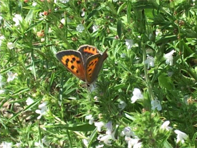 Kleiner Feuerfalter ( Lycaena phlaeas ) : Am Niederrhein, 29.07.2003